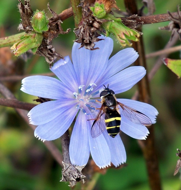 Dasysyrphus tricinctus - szélespántú erdeilégy