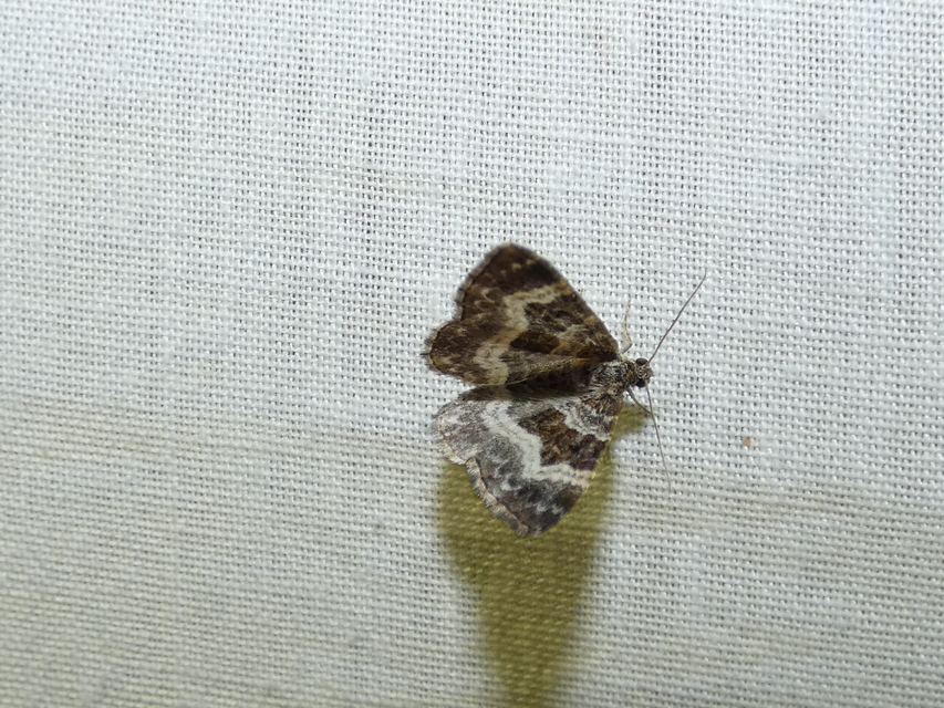 Epirrhoe alternata - galaj-tarkaaraszoló