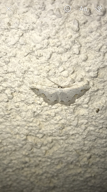 Scopula ornata - díszes fehéraraszoló