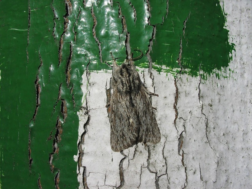 Asteroscopus sphinx - csillagnéző bundásbagoly