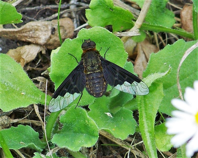 Hemipenthes morio - közönséges gyászlégy