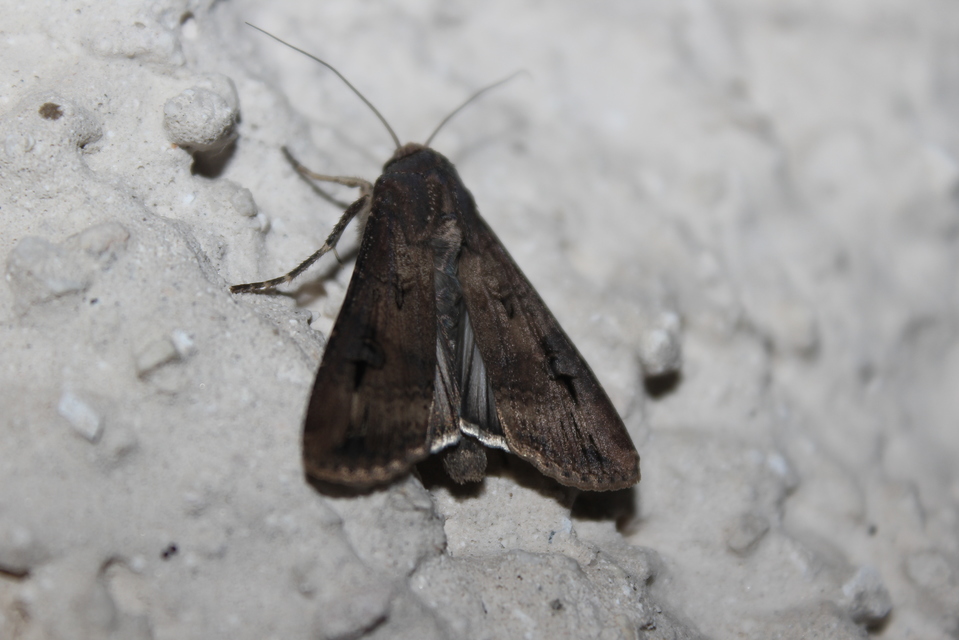 Agrotis ipsilon - nagy földibagoly