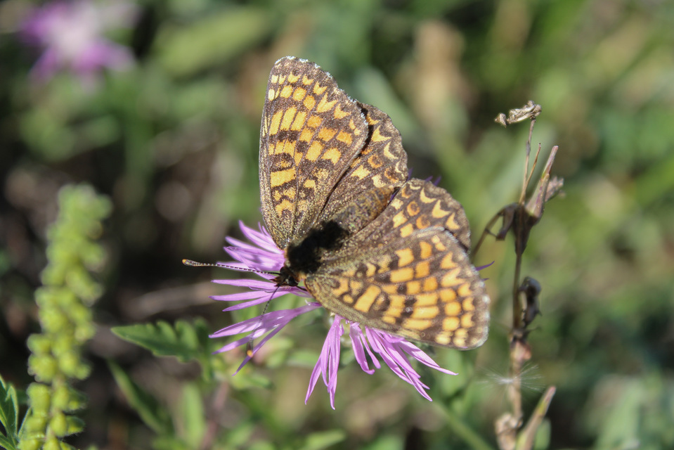 Melitaea phoebe - nagy tarkalepke