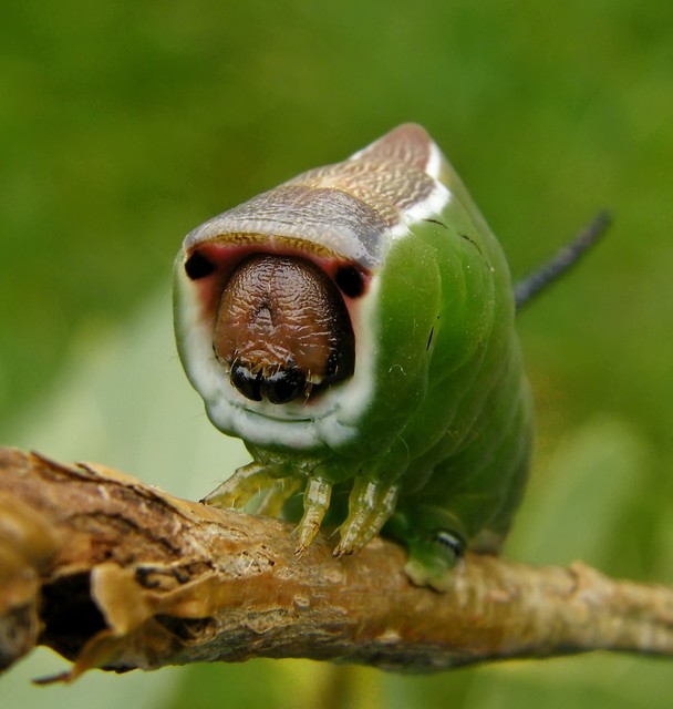 Cerura erminea - hermelin-púposszövő