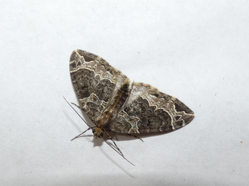 Ecliptopera silaceata - barna tarkaaraszoló