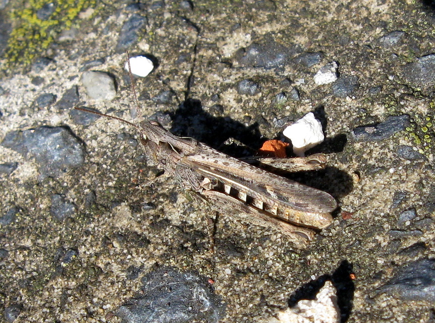 Chorthippus (Glyptobothrus) (subgenus)