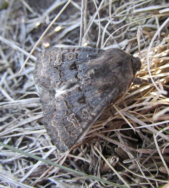 Tholera cespitis - sötét fésűsbagoly