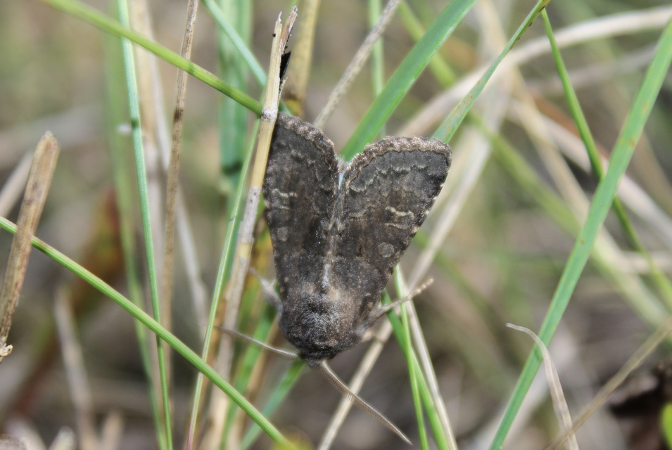 Aporophyla lutulenta - sziki őszibagoly