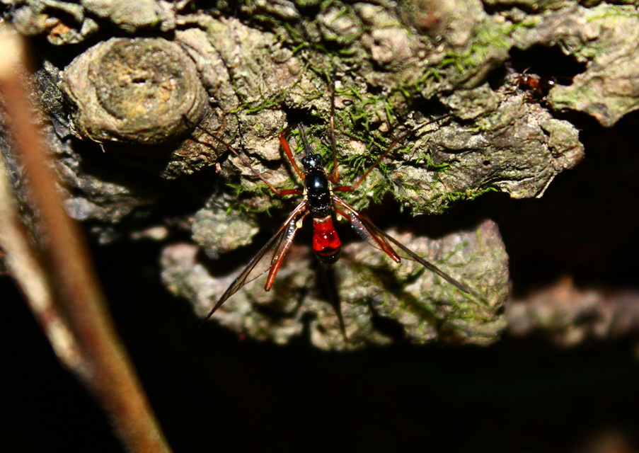Tanyptera atrata - pirosfekete lószúnyog