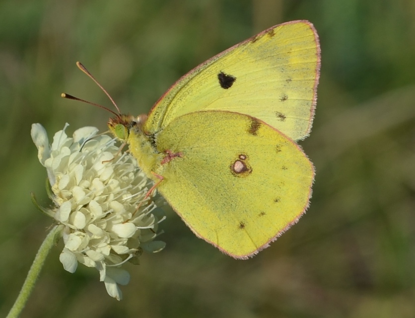 Colias hyale - kéneslepke