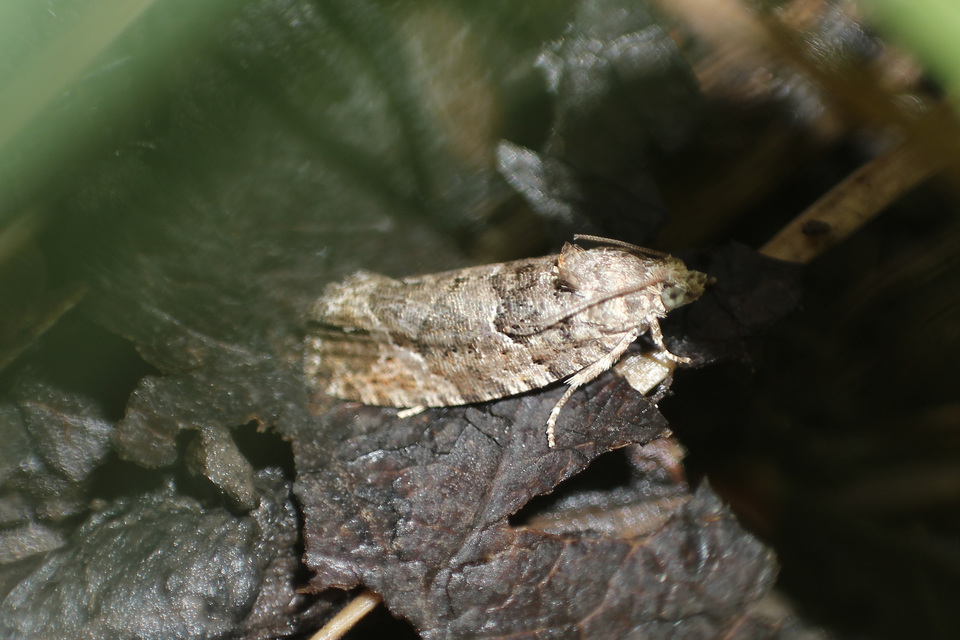 Olethreutinae