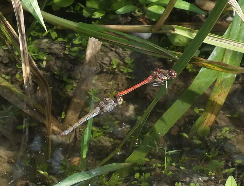 Sympetrum striolatum - harántsávos katona-szitakötő
