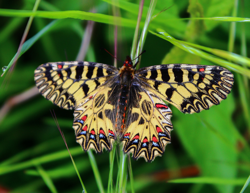 Zerynthia polyxena - farkasalmalepke