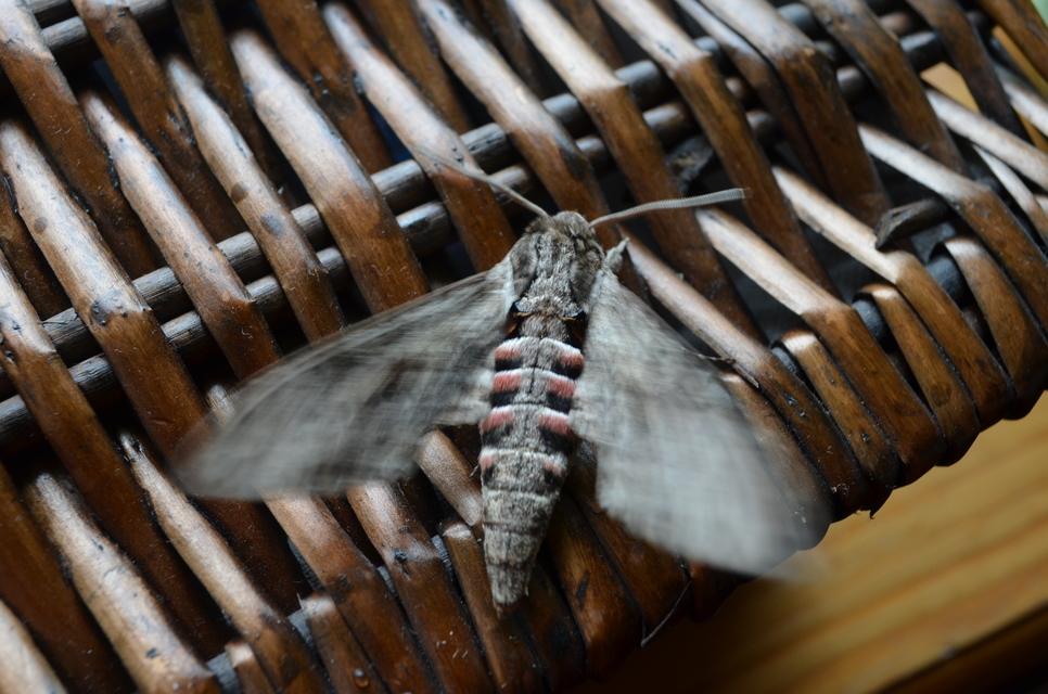 Agrius convolvuli - szulákszender