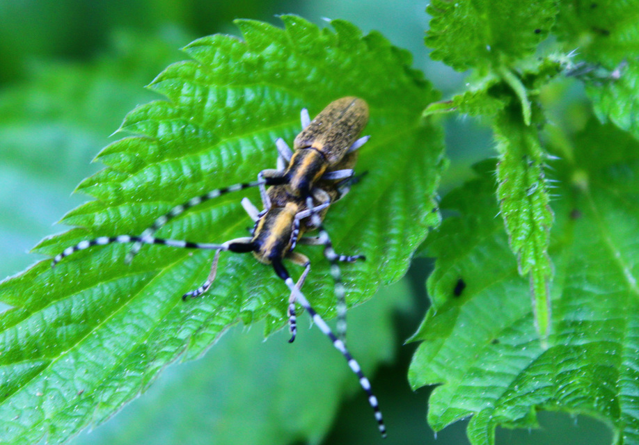 Agapanthia villosoviridescens - fehérgyűrűs bogáncscincér