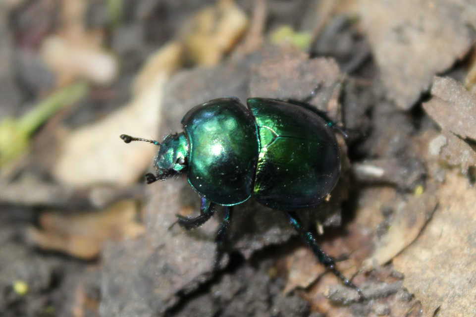 Trypocopris vernalis - tavaszi álganéjtúró