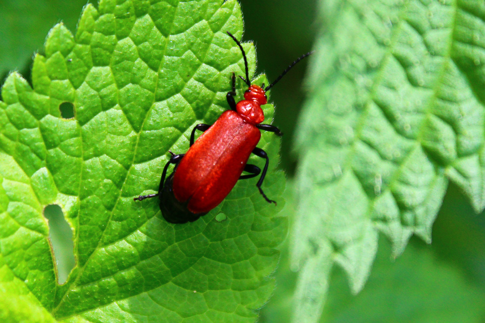Pyrochroa serraticornis - közép-bíborbogár