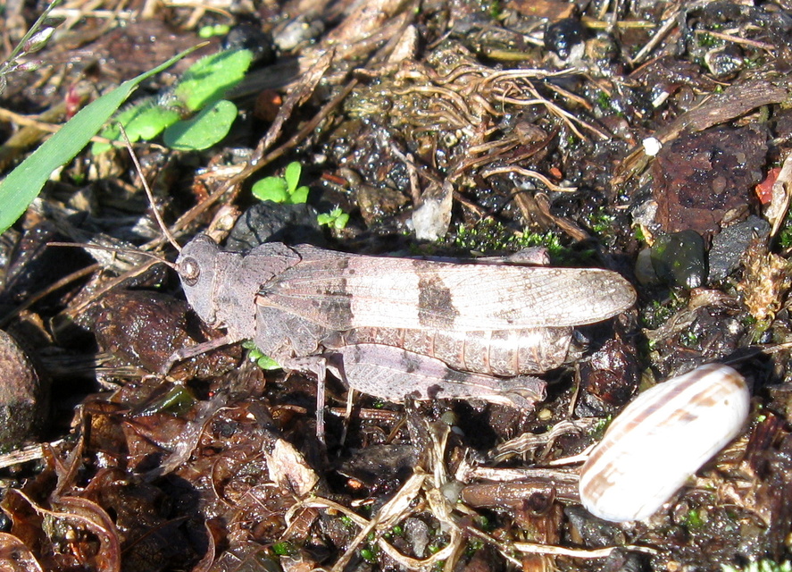 Oedipoda caerulescens - kékszárnyú sáska