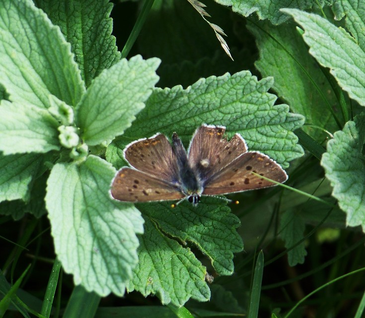 Lycaena tityrus - barna tűzlepke