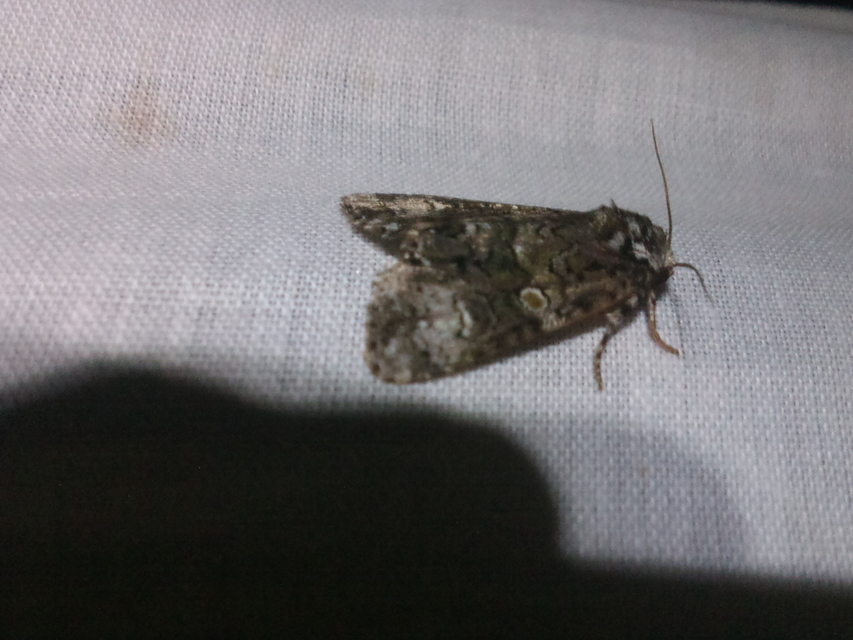 Craniophora ligustri - fagyalbagoly