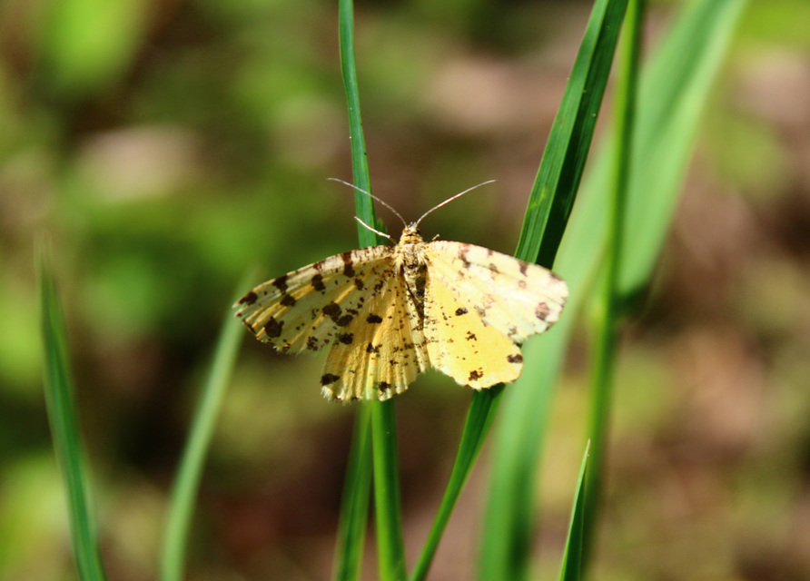 Pseudopanthera macularia - párducfoltos araszoló