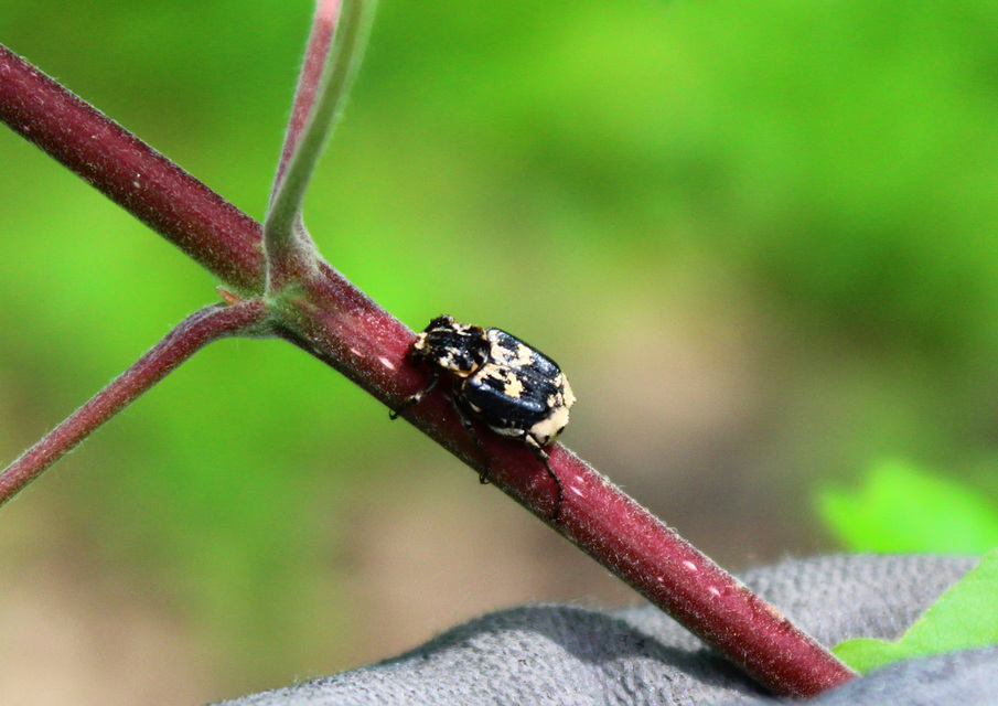 Valgus hemipterus - suta virágbogár