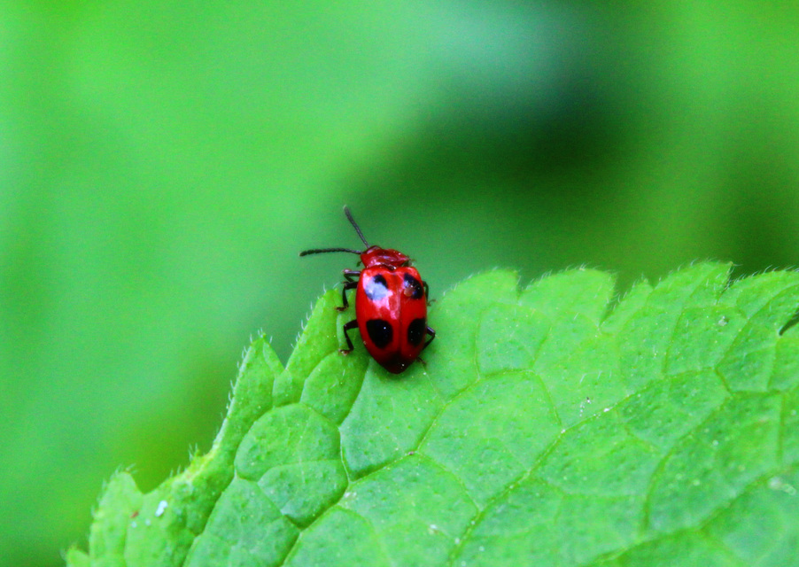 Endomychus coccineus - négypettyes álböde
