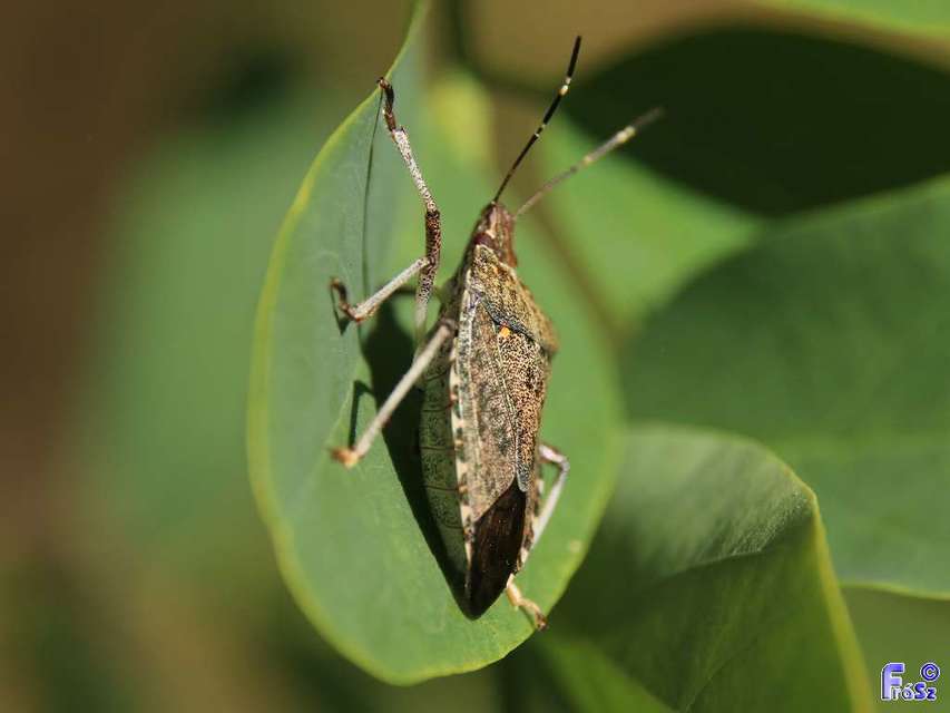 halyomorpha halys - Halyomorpha halys