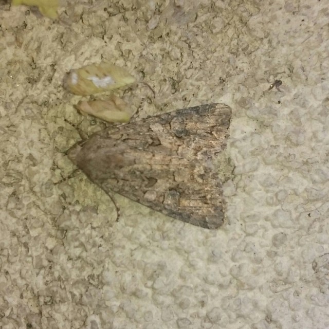 Hadula trifolii - lóherebagoly