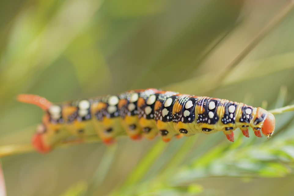 Hyles euphorbiae - kutyatejszender