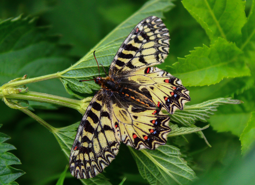 Zerynthia polyxena - farkasalmalepke