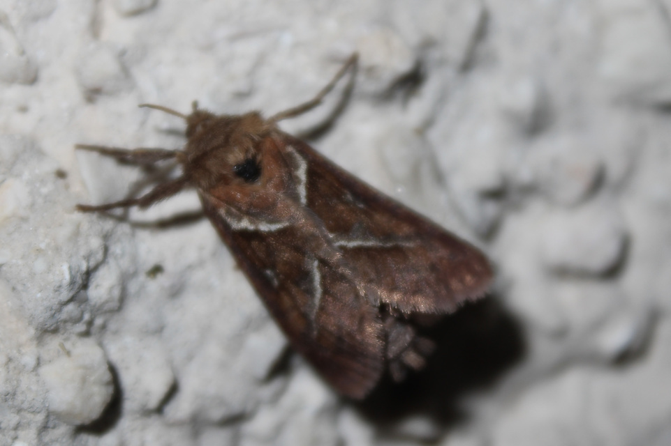 Triodia sylvina - kis gyökérrágólepke