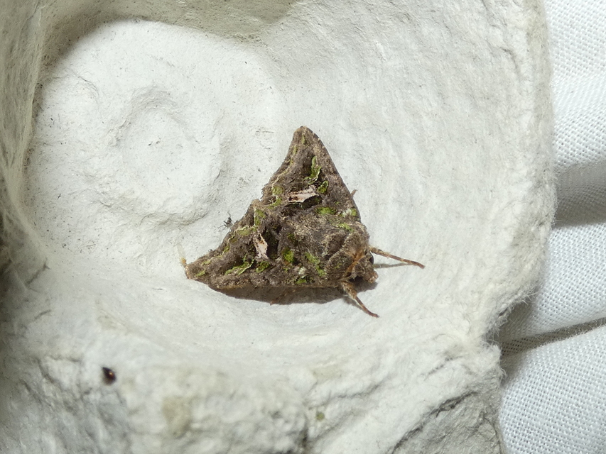 Trachea atriplicis - nyári zöldbagoly