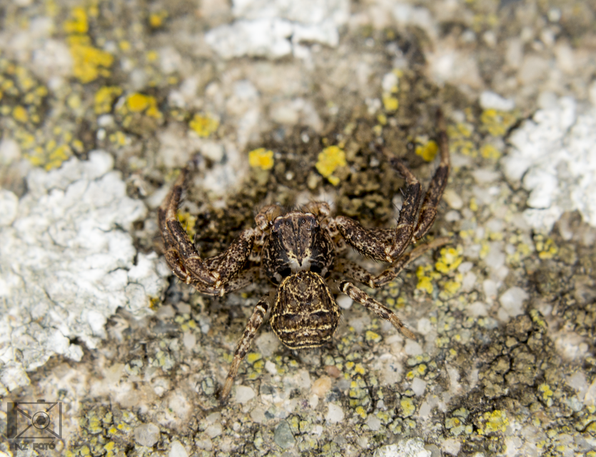 Xysticus