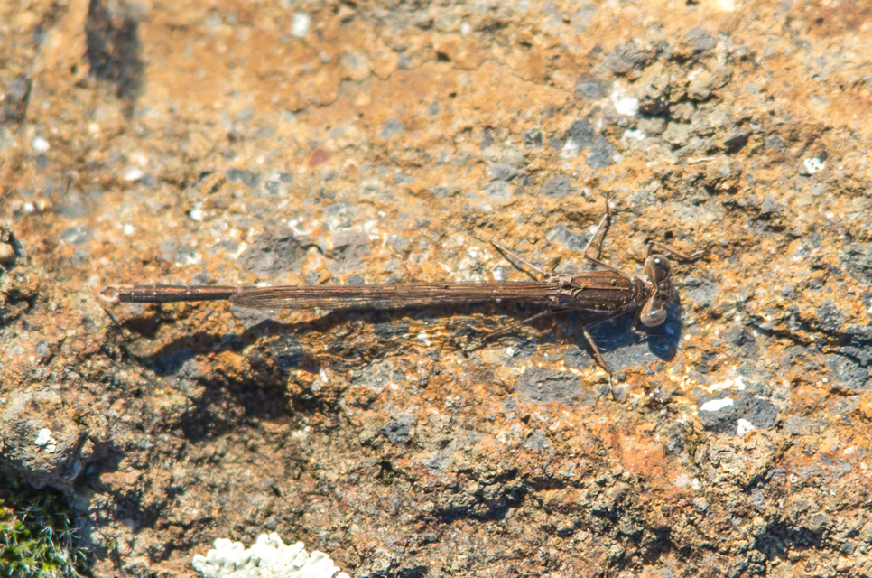 Sympecma fusca - téli rablószitakötő