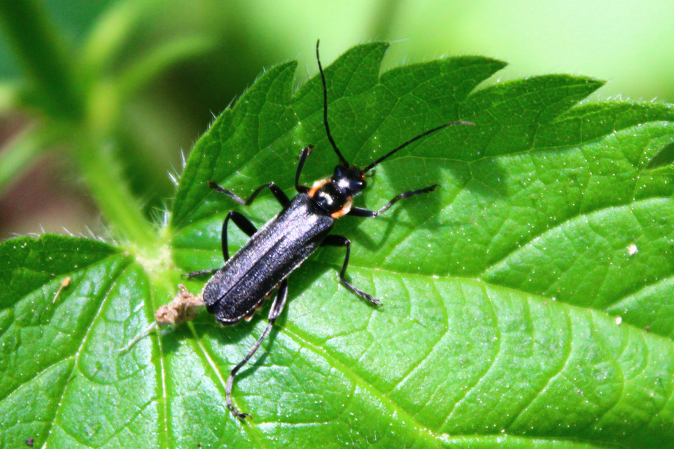 Cantharis