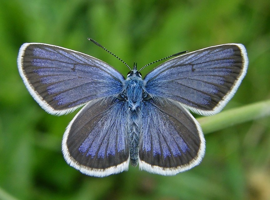 Plebejus argus - ezüstös boglárka