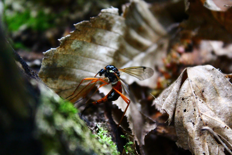 Tanyptera atrata - pirosfekete lószúnyog