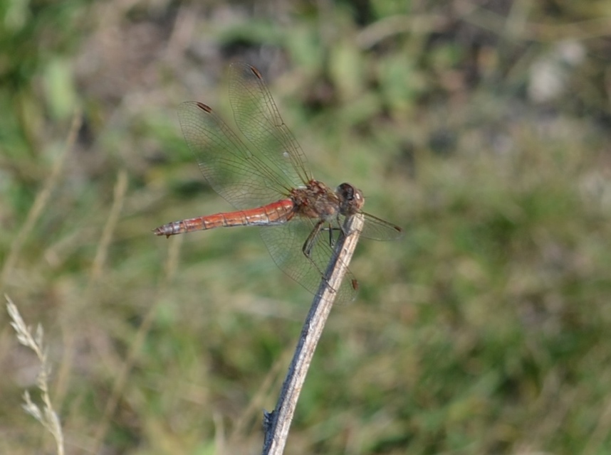 Sympetrum vulgatum - barkós katona-szitakötő