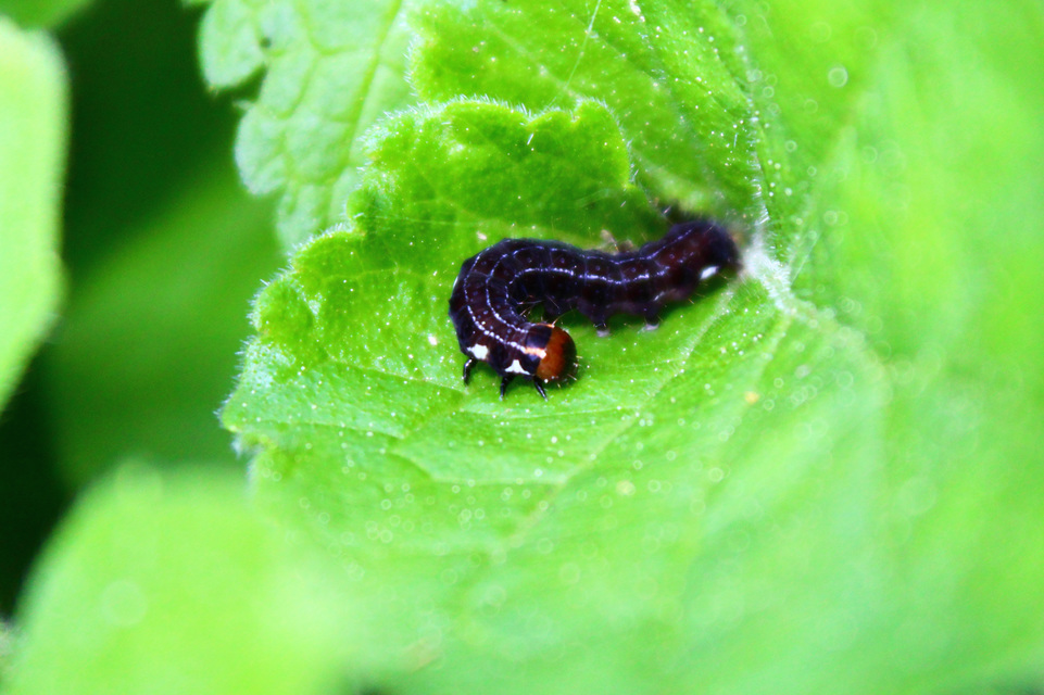 Eupsilia transversa - holdacskás télibagoly