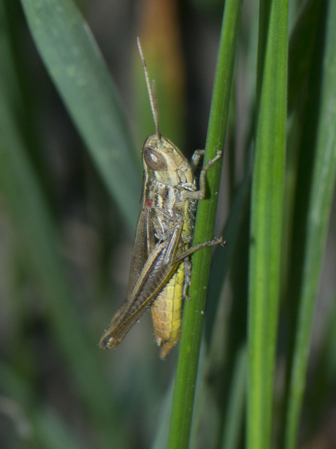 Euchorthippus declivus - rövidszárnyú rétisáska