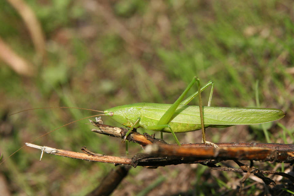 Ruspolia nitidula - nagy kúpfejűszöcske