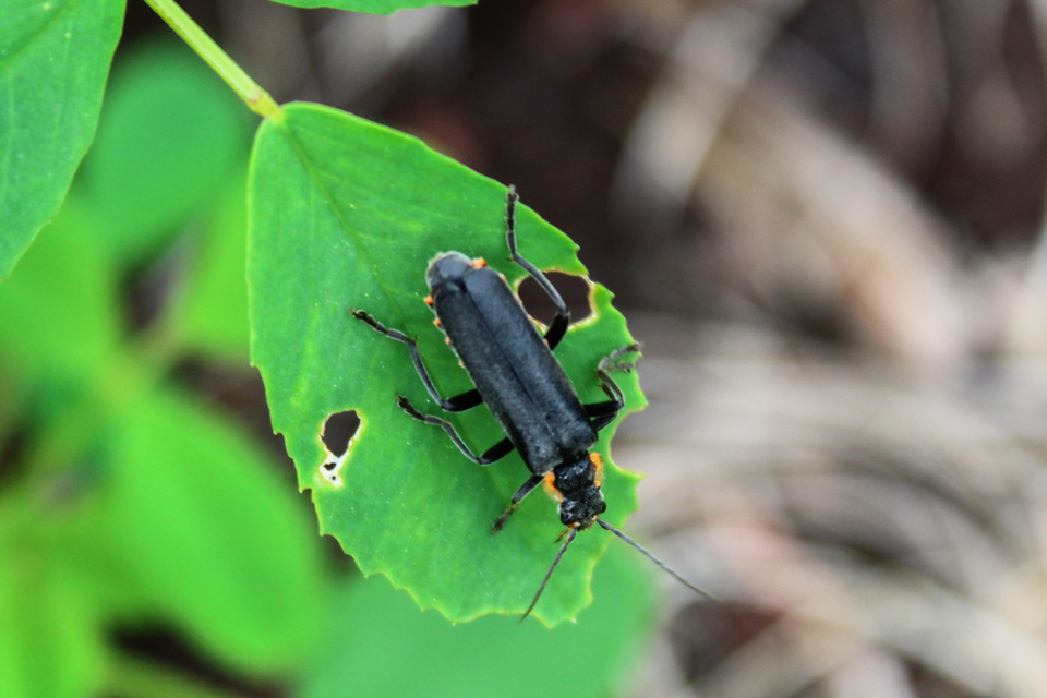 Cantharis
