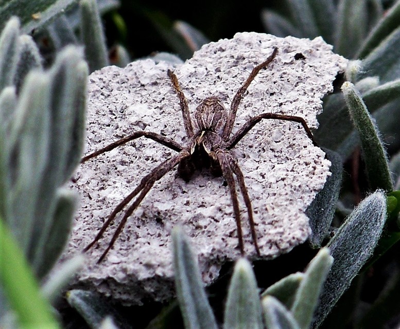 Pisaura mirabilis - csodáspók