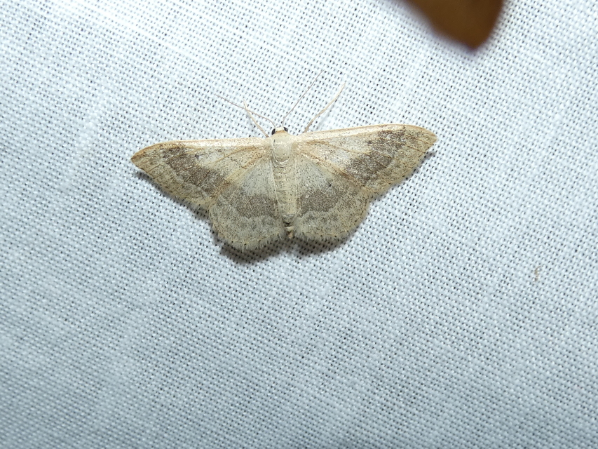 Idaea aversata - nagy sávosaraszoló