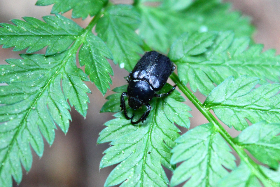 Hoplia praticola - réti virágcserebogár