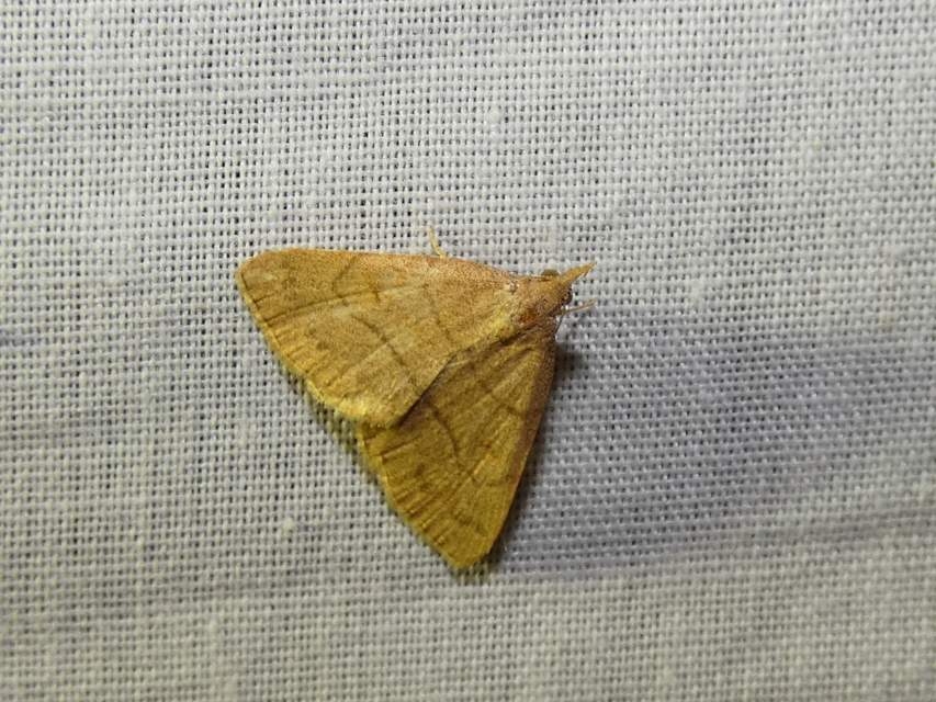 Paracolax tristalis - sárgás karcsúbagoly