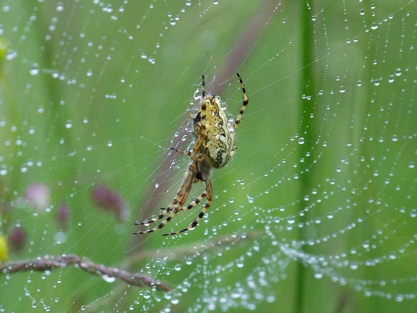 Aculepeira