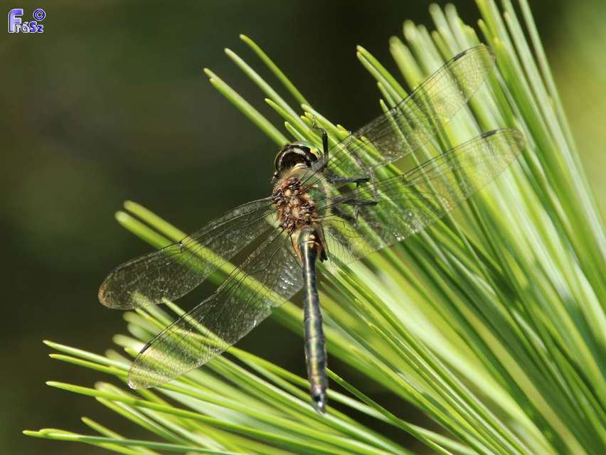 Somatochlora meridionalis - déli smaragdszitakötő