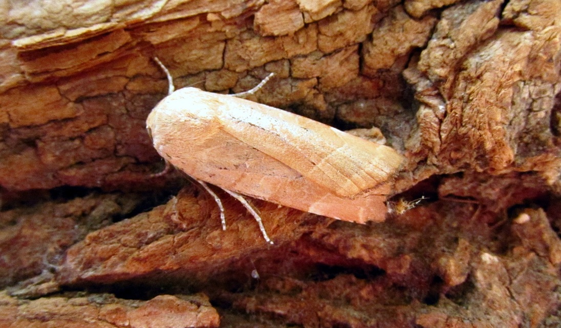 Noctua fimbriata - szélessávú sárgafűbagoly